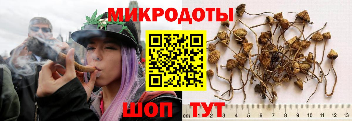 Кореновск  Псилоцибиновые грибы Cubensis  Вход с VPN 